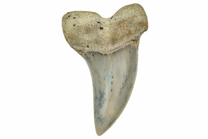 Fossil Shark Tooth (Carcharodon planus) - Bakersfield, CA #351462